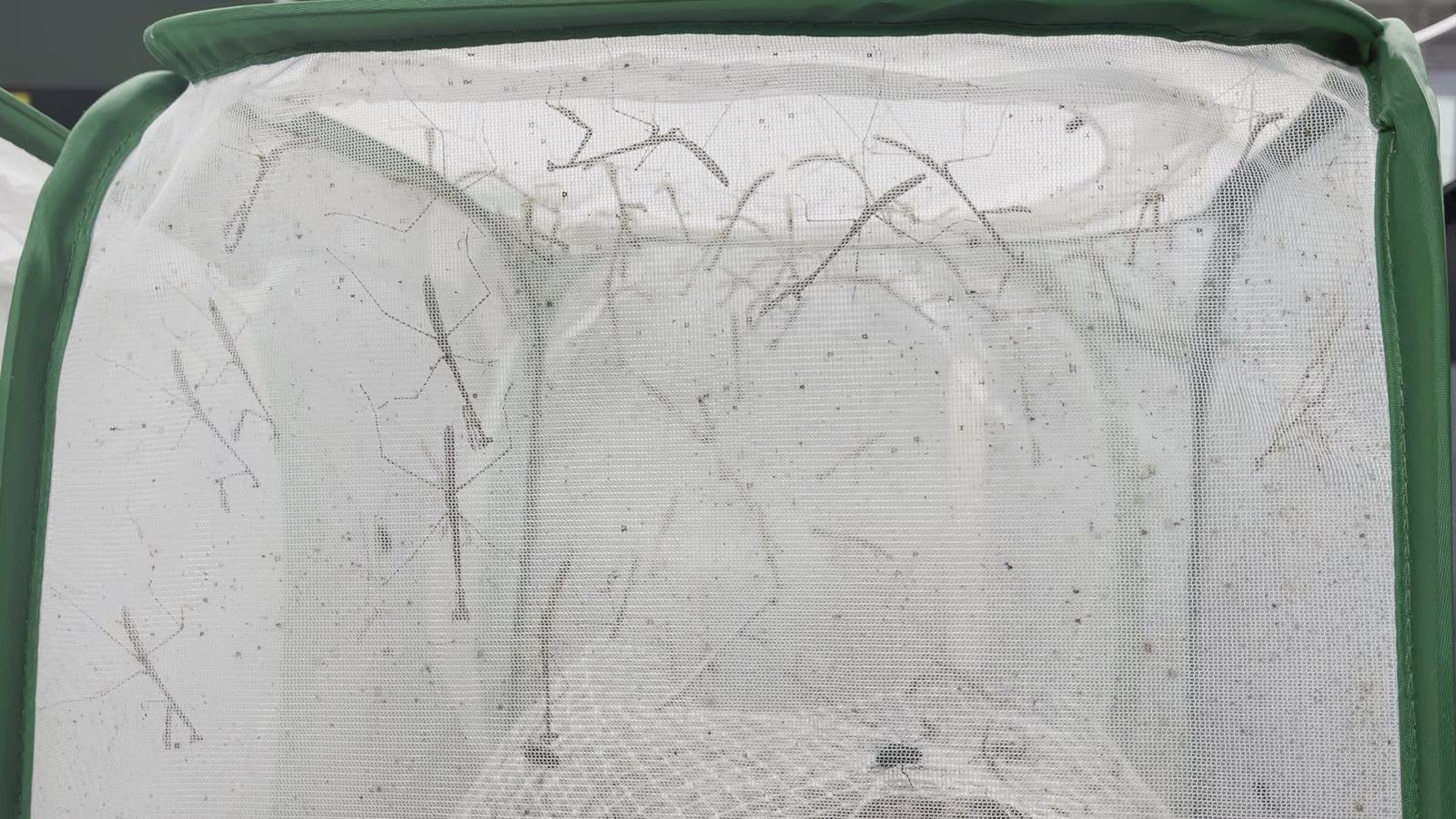 Euchomenella SalesJirafa Heteroptera mantis a la venta (mantis de cuello largo) 