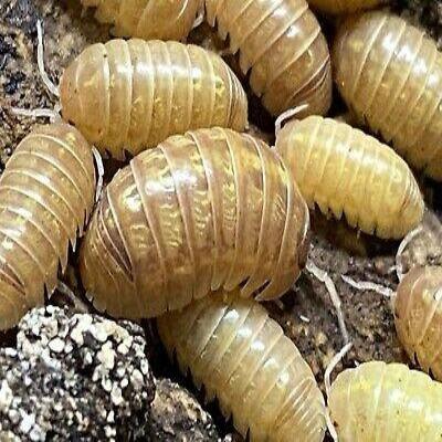Pennypack Isopods (Armadillidium vulgare) - USMANTIS