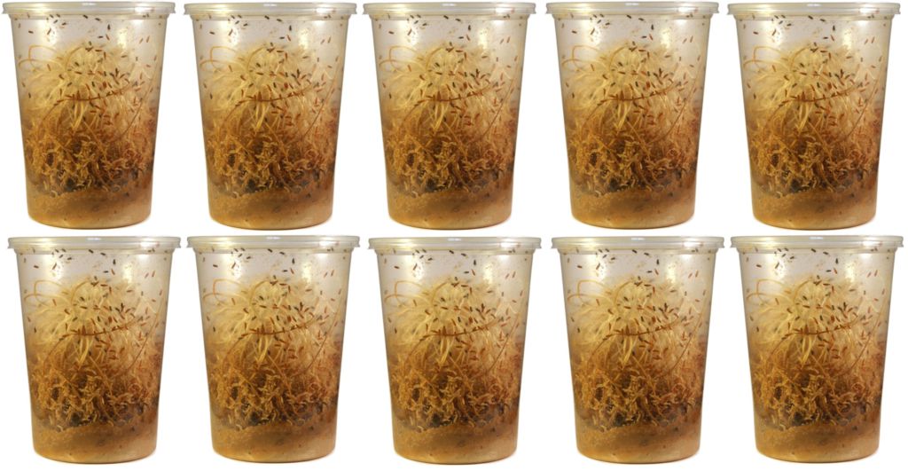 Fruit Flies Wingless Melanogaster culture - USMANTIS