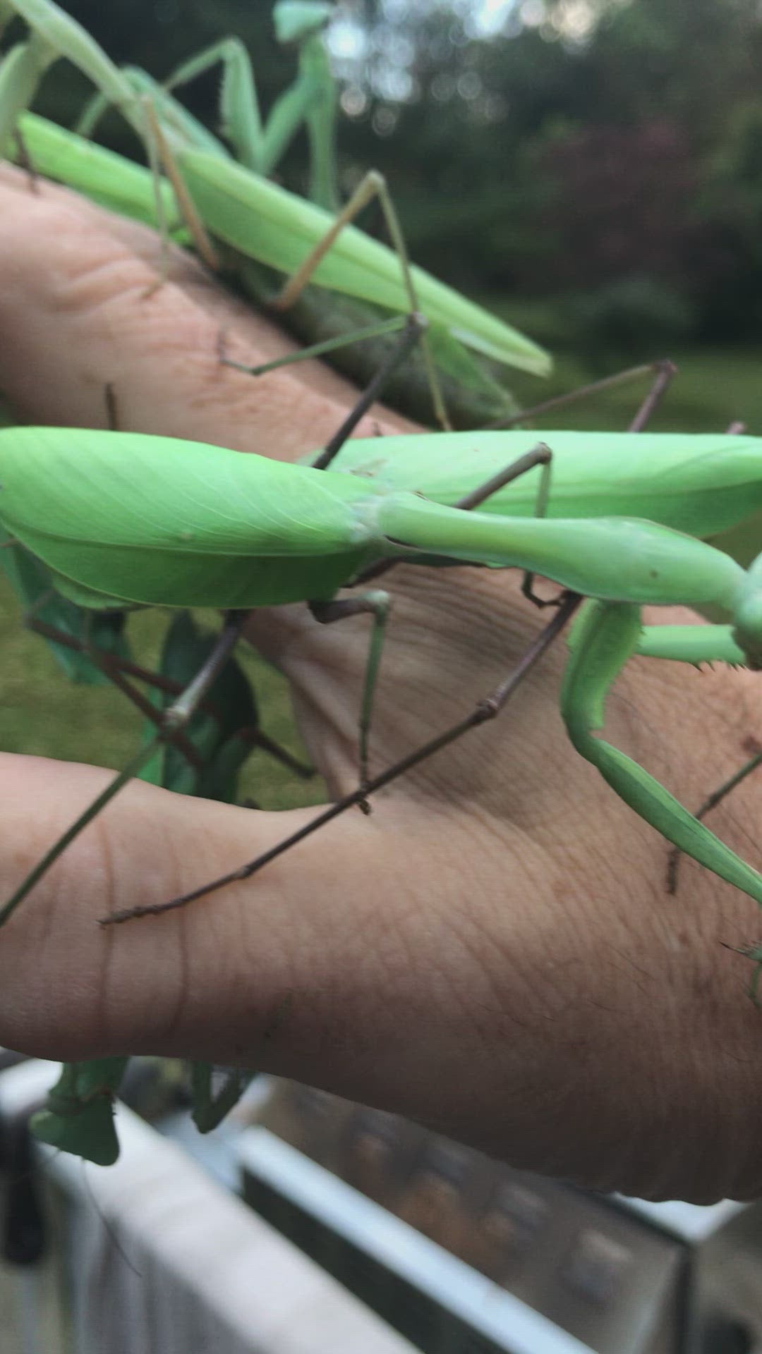 Rhombodera megaera Mantis religiosa tailandesa gigante