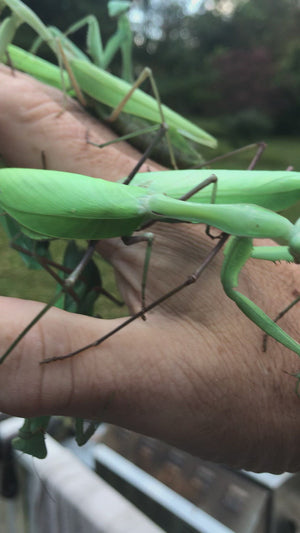 Rhombodera megaera Giant praying mantis