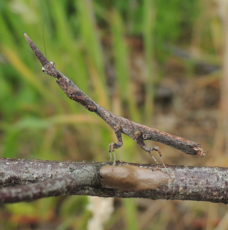 Phyllothelys breve - USMANTIS