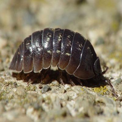 Roly Poly Isopods (Armadillidium vulgare) - USMANTIS