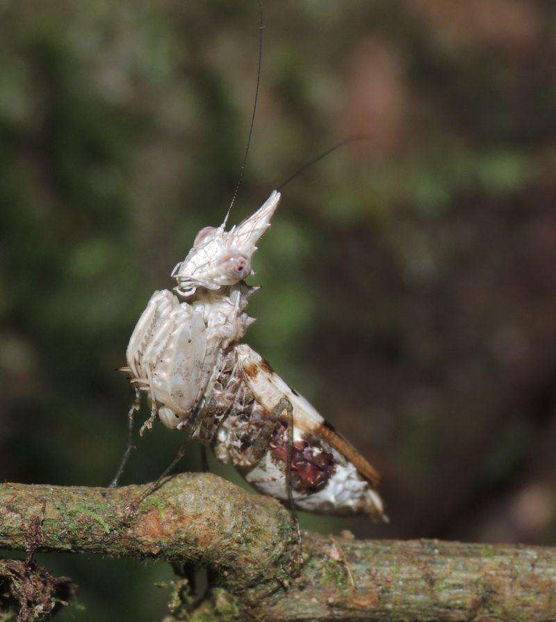 Ceratomantis sassurii - USMANTIS