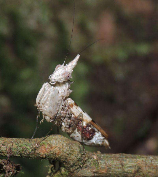 Ceratomantis sassurii - USMANTIS