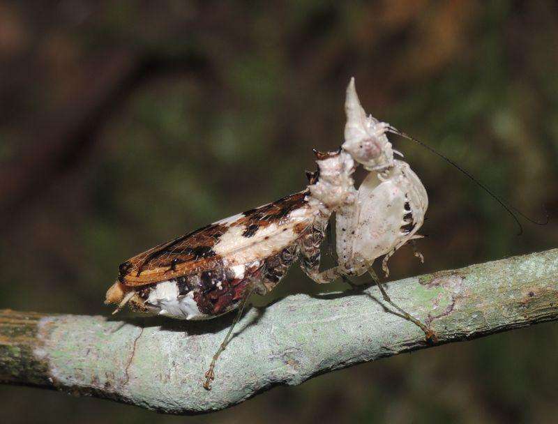 Ceratomantis sassurii - USMANTIS