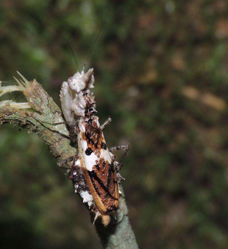 Ceratomantis sassurii - USMANTIS