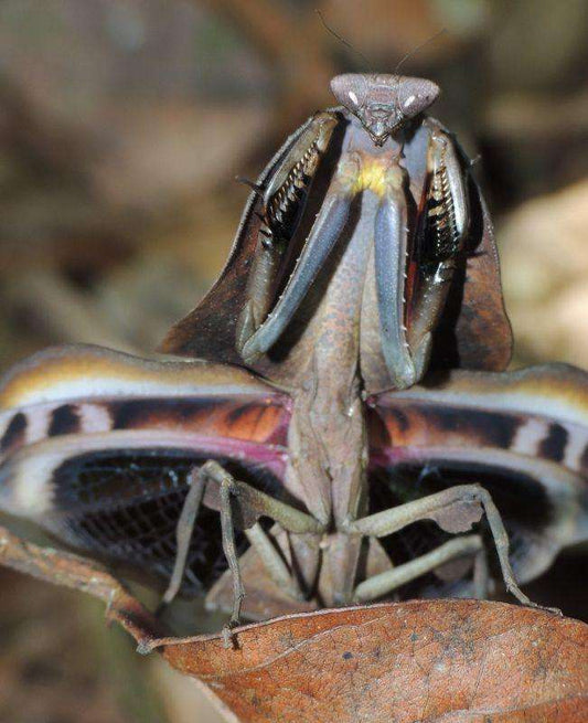 Deroplatys truncata - USMANTIS