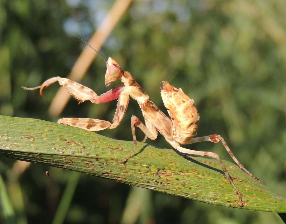 Creobroter nebulosa Indian Flower mantis - USMANTIS