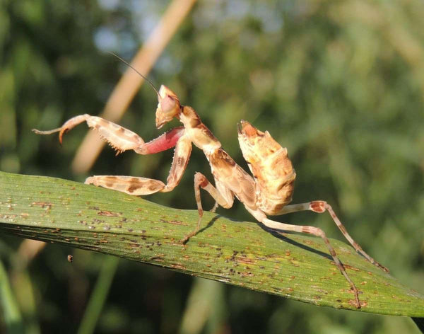 Praying Mantis All Species Tagged 