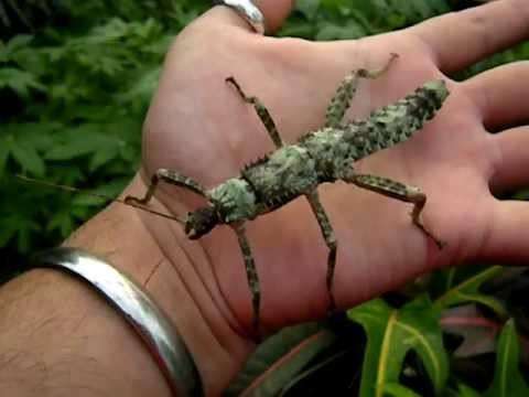 Eurycantha calcarata thorny devil stick insect - USMANTIS