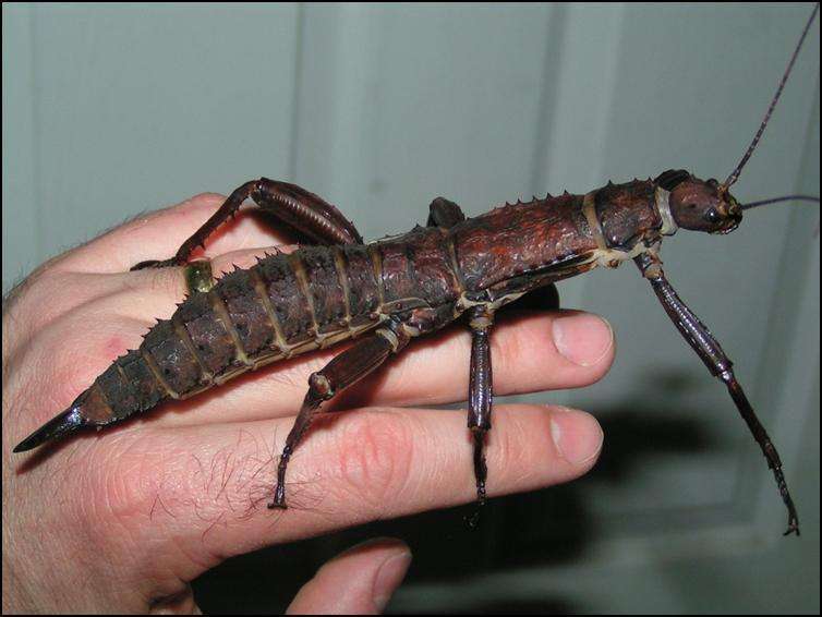 Eurycantha calcarata thorny devil stick insect - USMANTIS