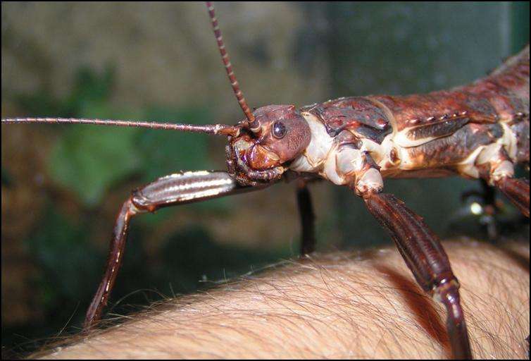 Eurycantha calcarata thorny devil stick insect - USMANTIS