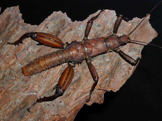 Eurycantha calcarata thorny devil stick insect - USMANTIS