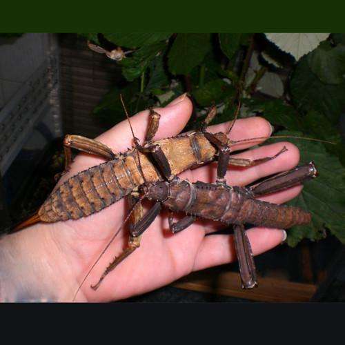 Eurycantha calcarata thorny devil stick insect - USMANTIS
