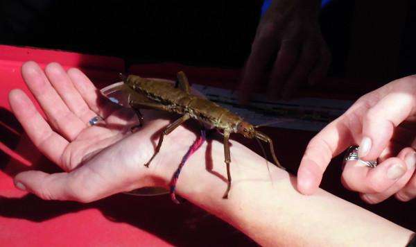 Eurycantha calcarata thorny devil stick insect - USMANTIS