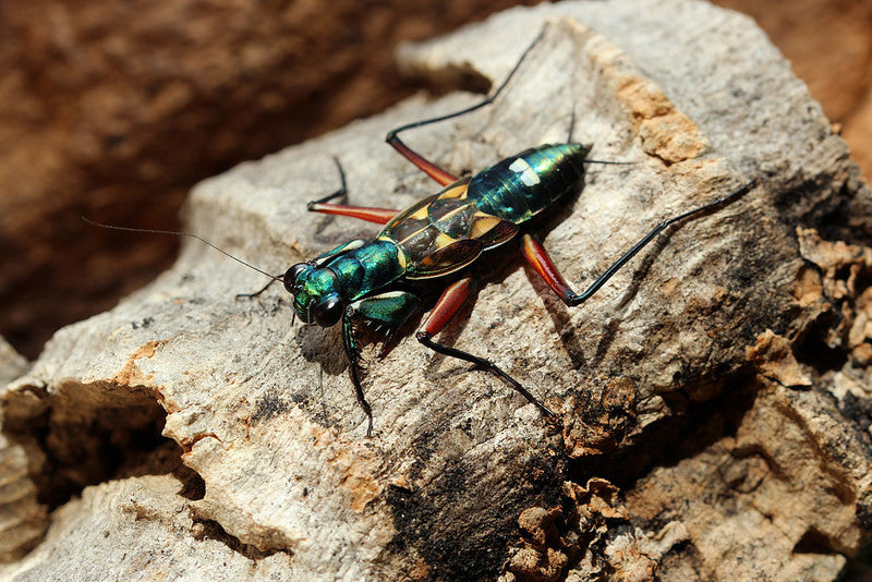 Metallyticus splendidus. Iridescent bark mantis - USMANTIS