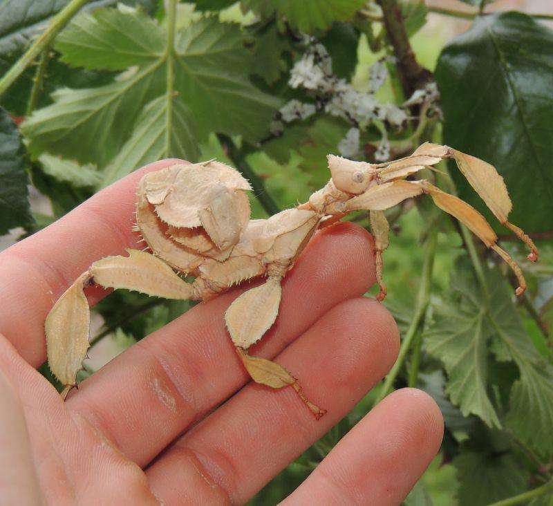 Extatosma tiaratum Australian stick insect - USMANTIS