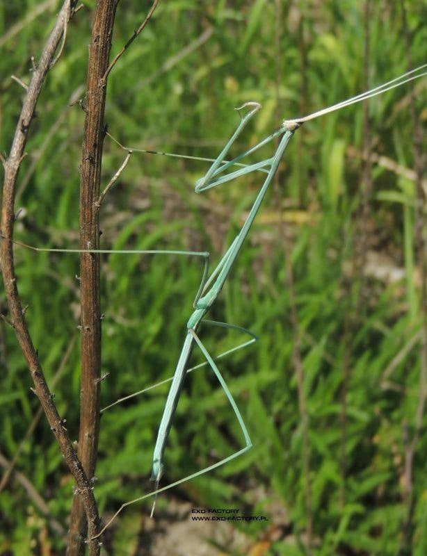 Schizocephala bicornis - Indian Stick Mantis - USMANTIS