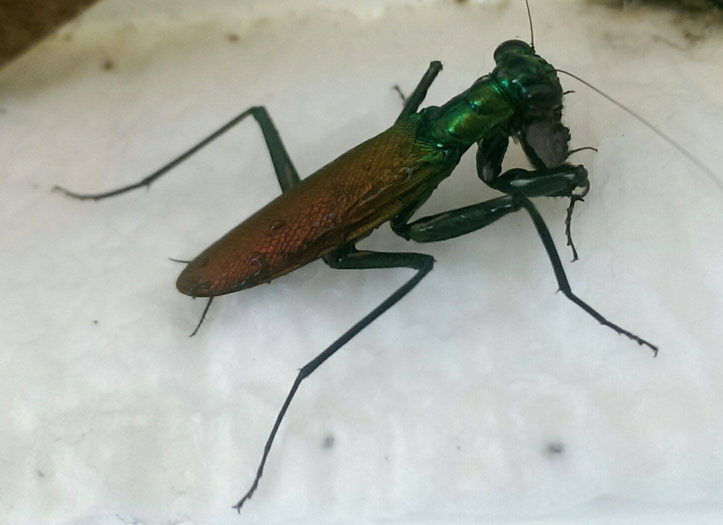 Metallyticus violaceous - USMANTIS