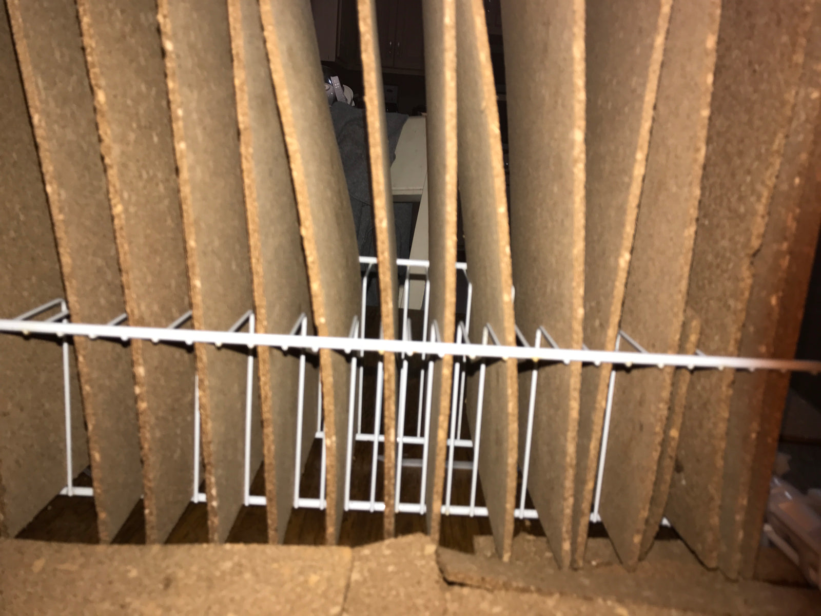 Metallyticus splendidus. Iridescent bark mantis - USMANTIS