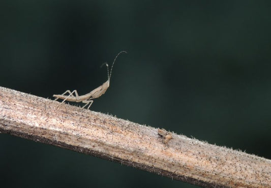 Tarachodes maurus - USMANTIS