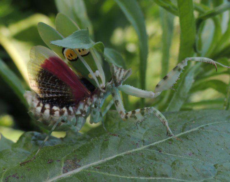 Creobroter nebulosa - USMANTIS