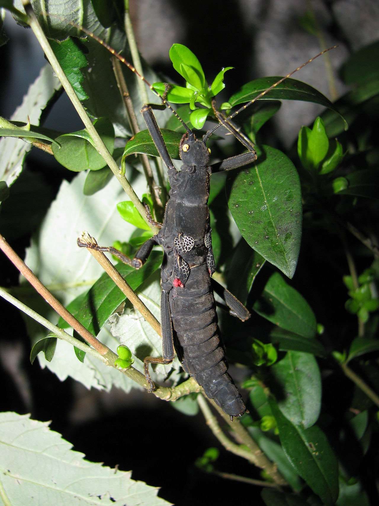 black_beauty”_peruphasma_schultei__stick_insect_nymphs