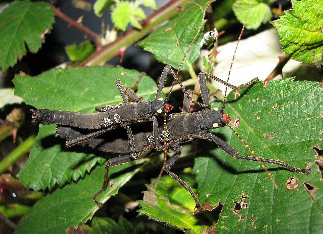 black_beauty”_peruphasma_schultei__stick_insect_nymphs