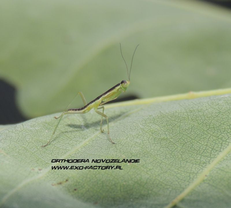 Orthodera novaezealandiae, Live Insects - USMantis.com