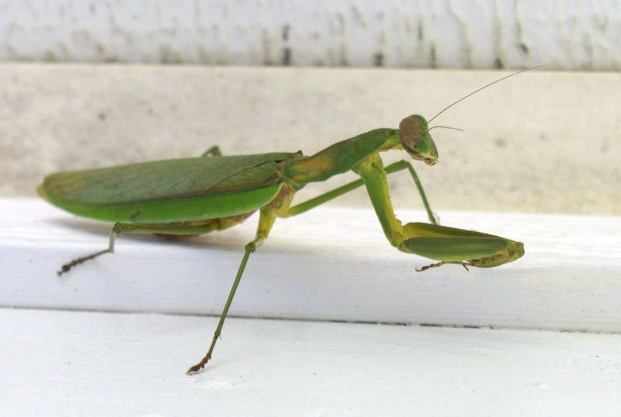 Chinese Mantis Live Nymphs T sinesesis pest control - USMANTIS