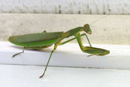 Chinese Mantis Live Nymphs T sinesesis pest control - USMANTIS