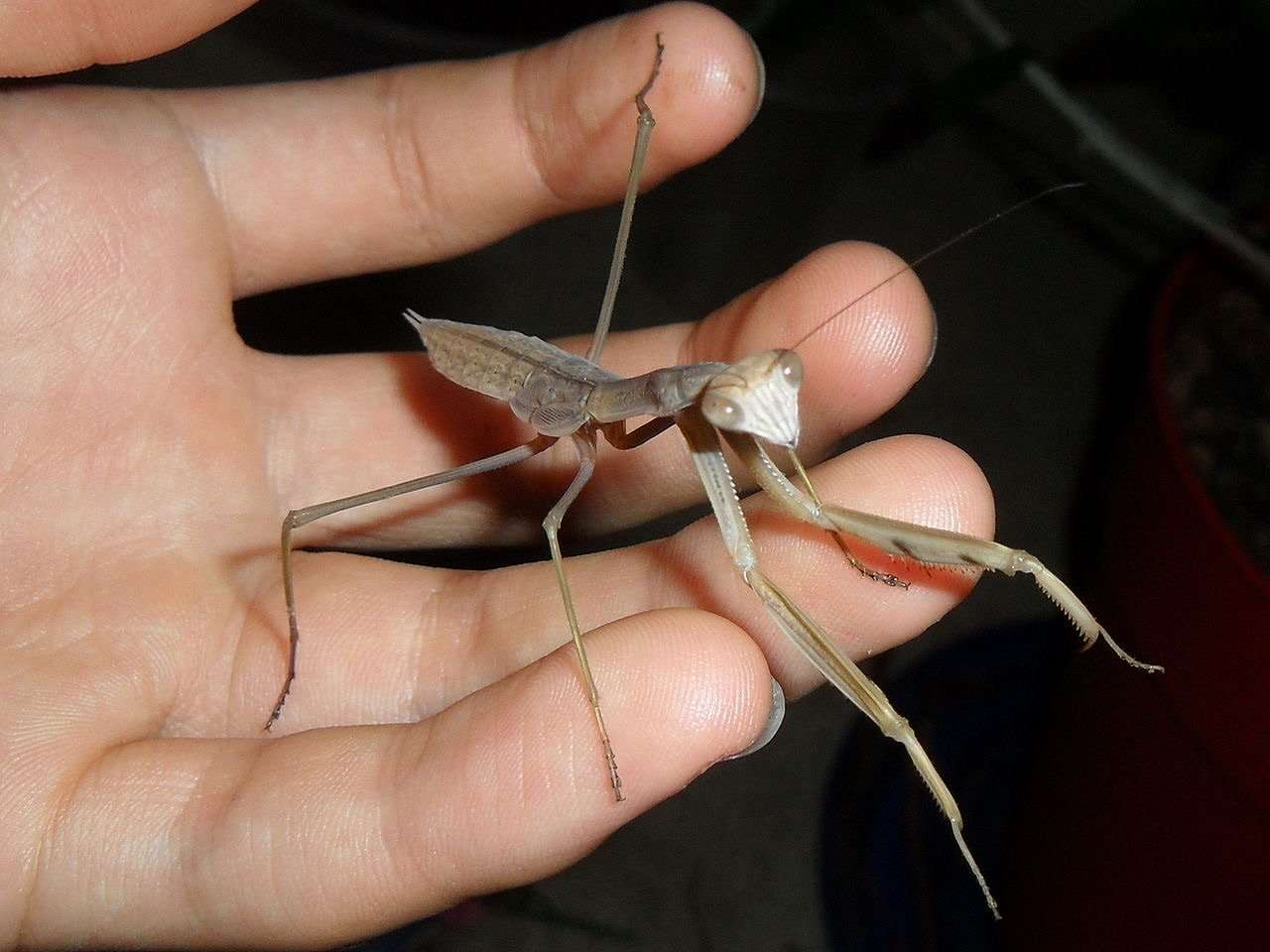 Chinese Mantis Live Nymphs T sinesesis pest control - USMANTIS