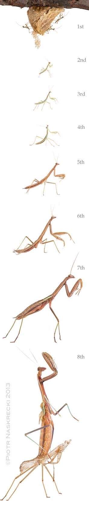 Rhombodera stalli Giant Shield Mantis