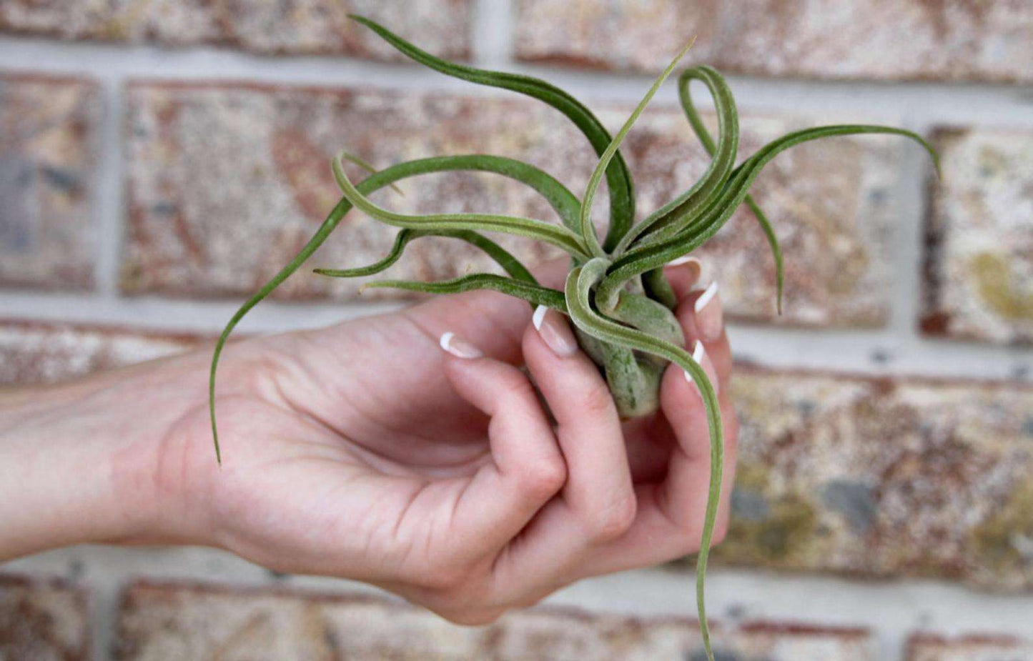 medusae air plant Air Plant Tillandsia Caput Medusa – USMANTIS