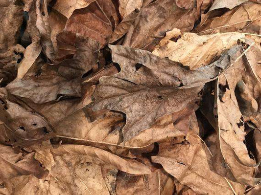 Bioactive Live Maple Leaf Litter 1 gallon - USMANTIS
