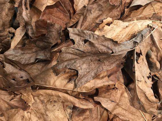 Bioactive Live Maple Leaf Litter 1 gallon - USMANTIS