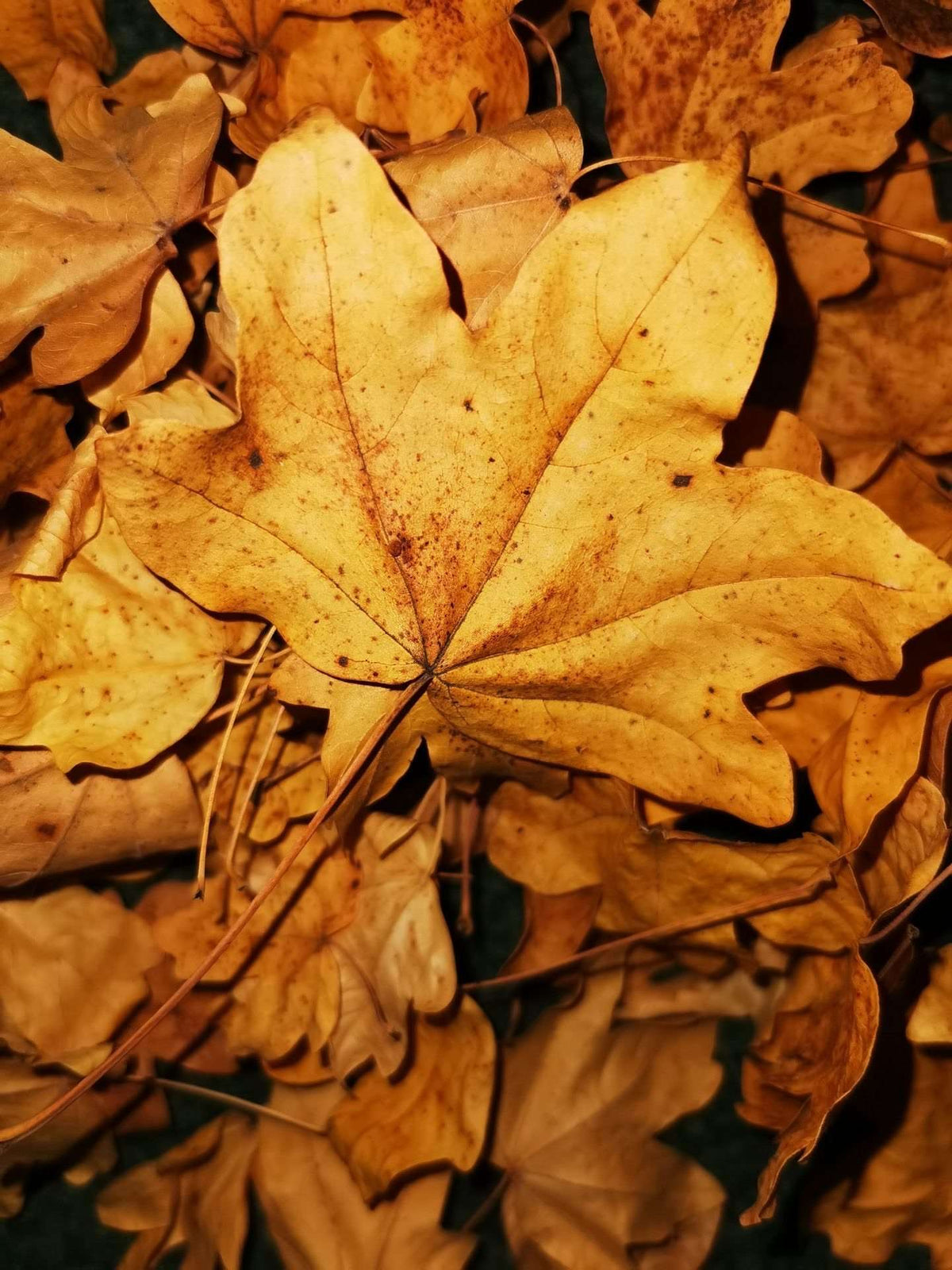 Bioactive Live Maple Leaf Litter 1 gallon - USMANTIS