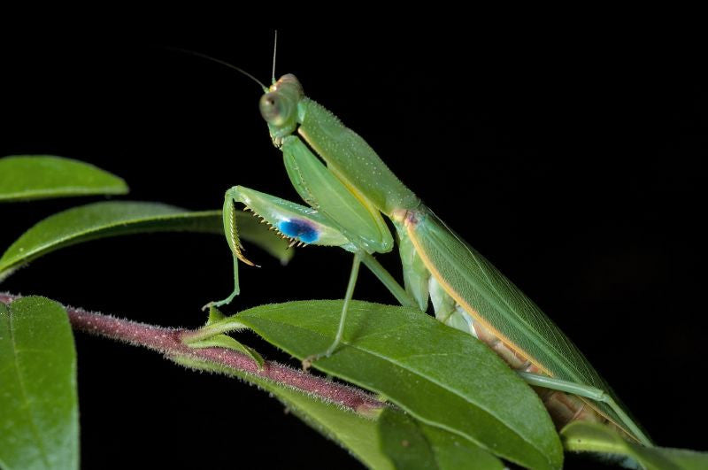 Orthodera novaezealandiae - USMANTIS