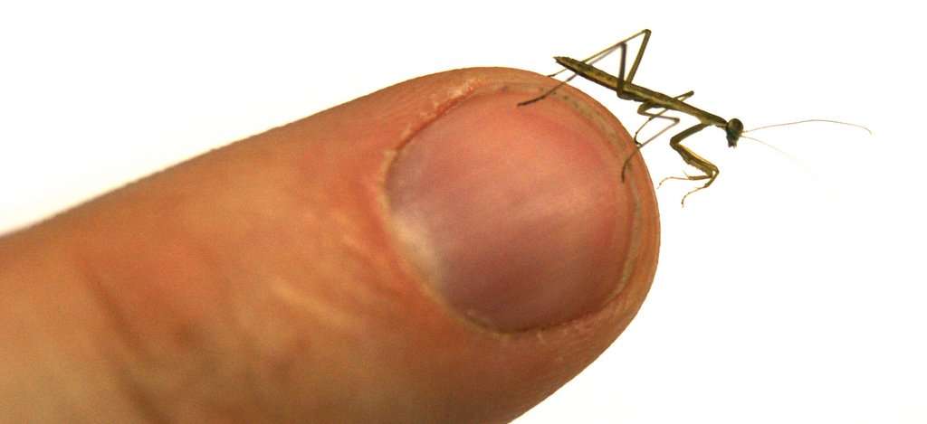 Carolina Mantis Nymphs (Stagmomantis carolina) - USMANTIS