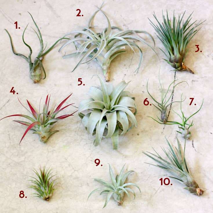 Bio-Active Supplies Insectarium, Vivarium, Terrarium, Mantis Keepers ...