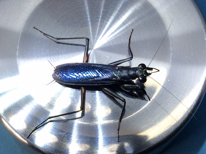 Metallyticus splendidus. Iridescent bark mantis - USMANTIS