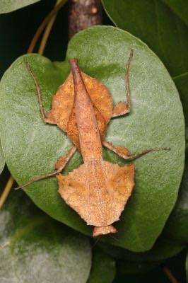 Brancsikia freyi dead leaf new species - USMANTIS