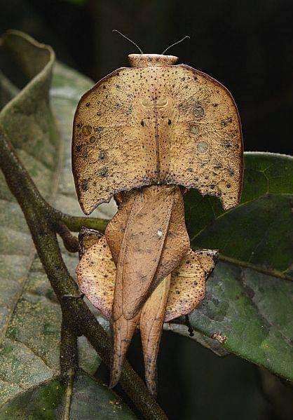 Brancsikia freyi dead leaf new species - USMANTIS