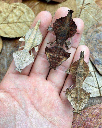 Brancsikia freyi dead leaf new species - USMANTIS