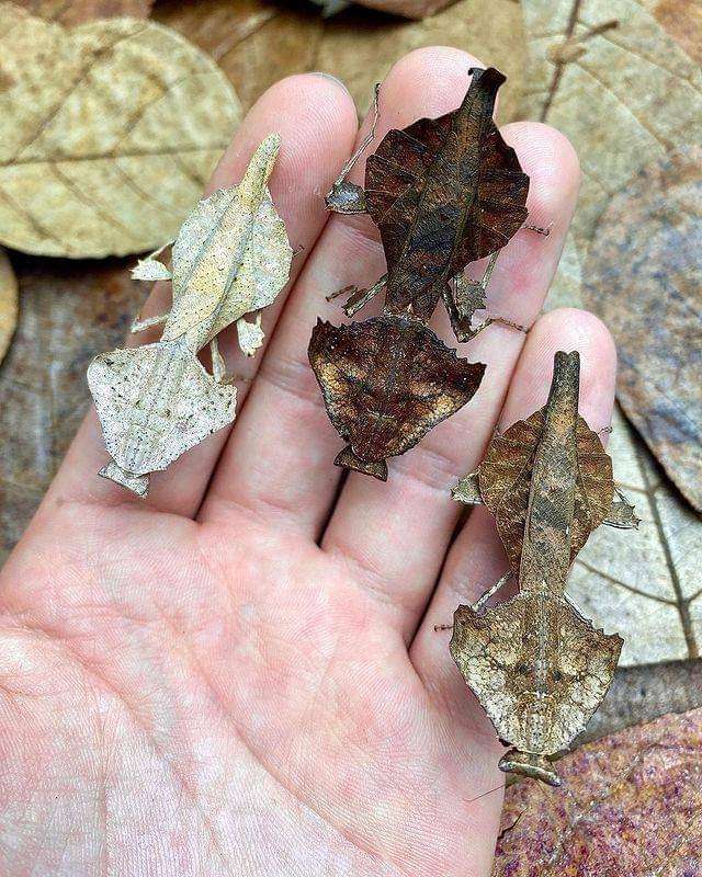 Brancsikia freyi dead leaf new species - USMANTIS