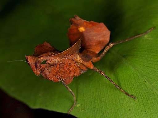 Brancsikia freyi dead leaf new species - USMANTIS