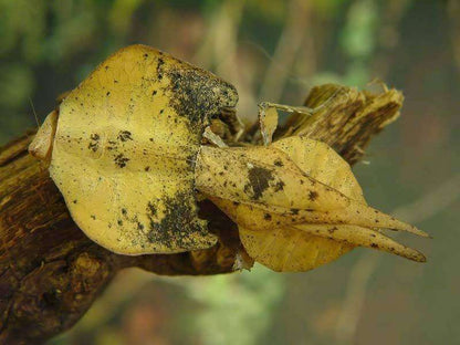 Brancsikia freyi dead leaf new species - USMANTIS