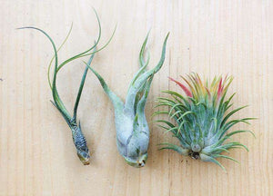 3_air_plants_assortment-up_to_3"-tillandsia