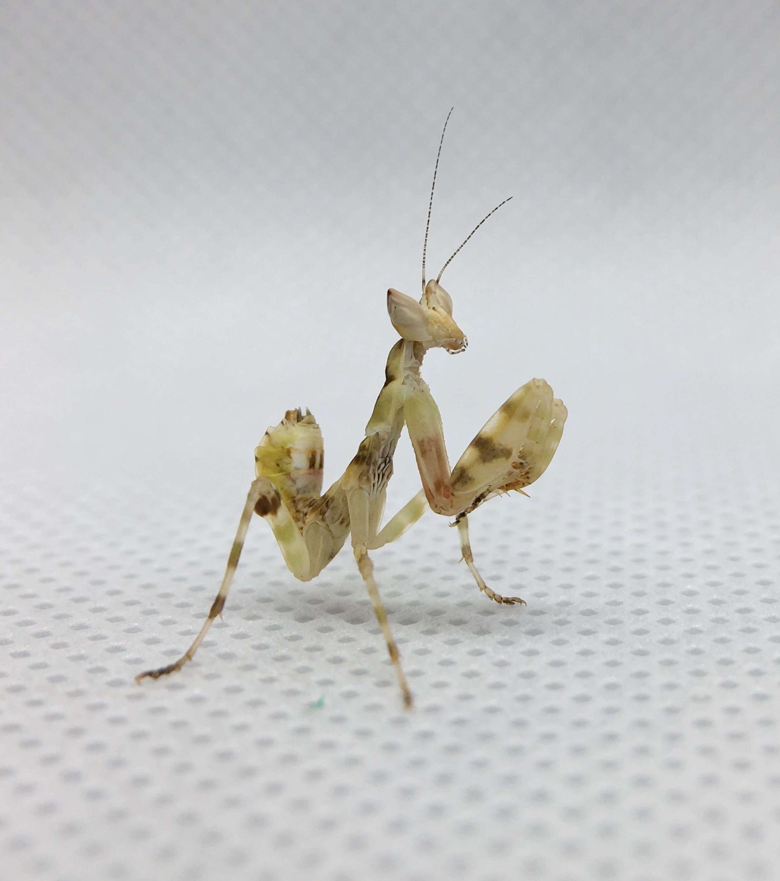 Creobroter gemmatus Asian flower mantis nymphs or ooths - USMANTIS